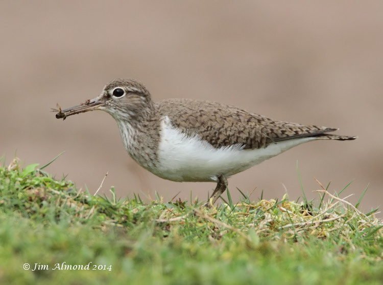 Common Sandpiper with Bumble Bee VP 7 4 14  IMG_0952